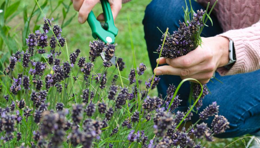 wrist pain gardening wrist pain gardening with secateurs