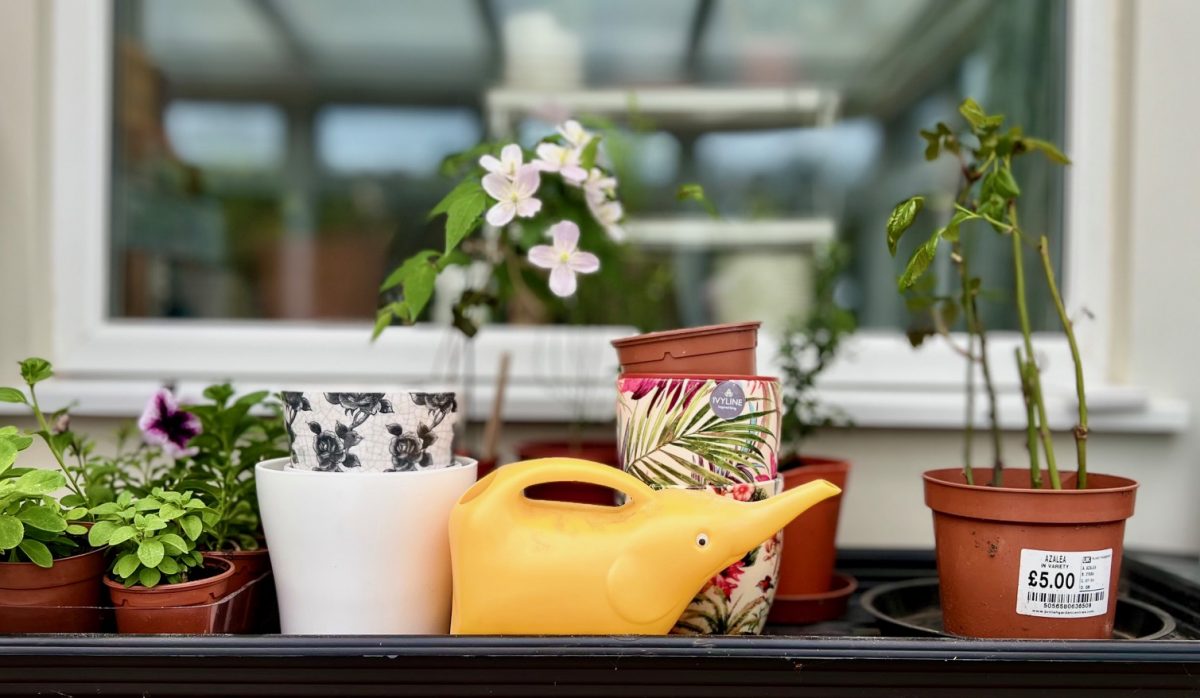 Spring Gardening Preparation in the Greenhouse