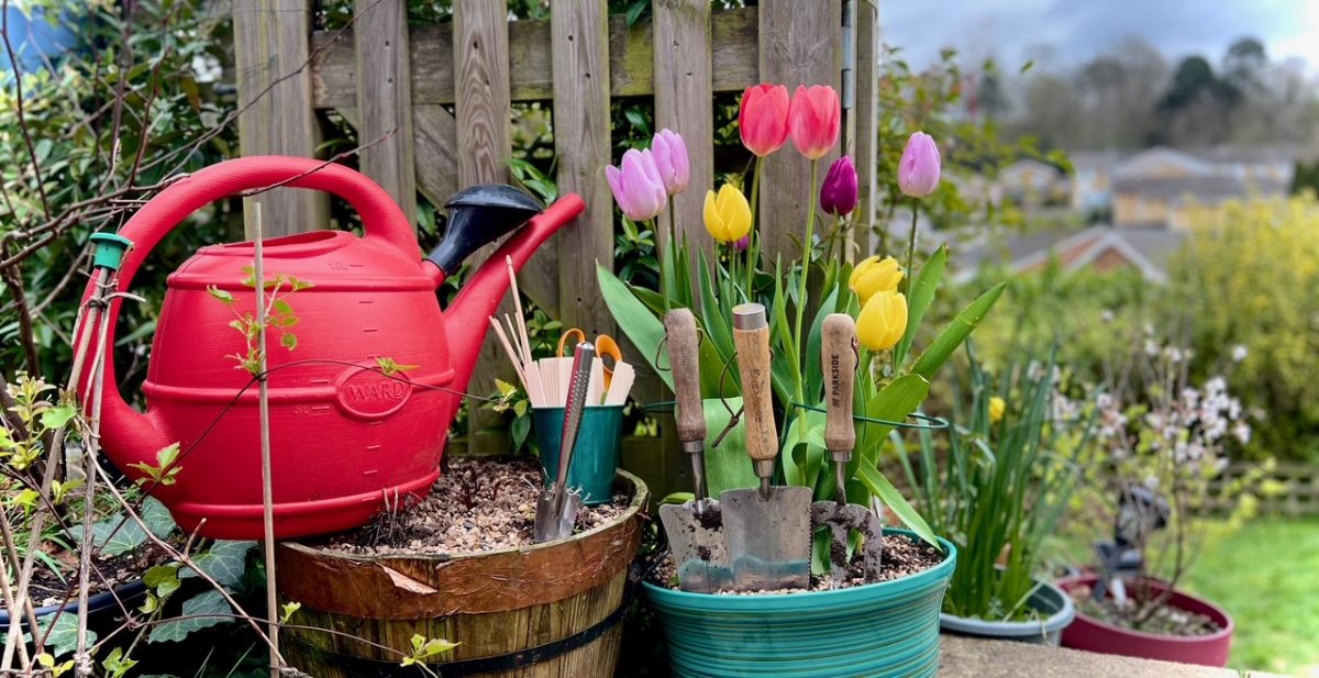 red watering can trowels and tulips