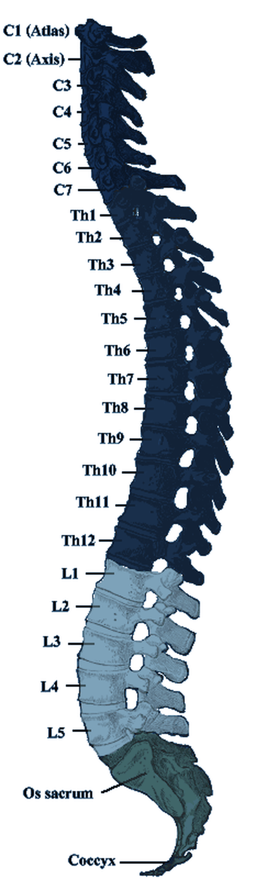 Diagram of the vertebral column showing the cervical, thoracic, lumbar, sacrum and coccyx regions